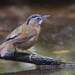 Grey-throated Babbler / Stachyris nigriceps