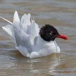 Черноголовая чайка / Ichthyaetus melanocephalus