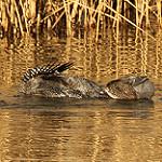 Musk Duck / Biziura lobata