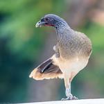 Серогрудая чачалака / Ortalis poliocephala
