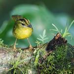 Cuzco Warbler / Myiothlypis chrysogaster
