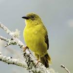 Olive-green Tanager / Orthogonys chloricterus