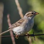 Clay-colored Sparrow / Spizella pallida