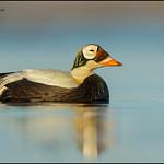 Spectacled Eider / Somateria fischeri