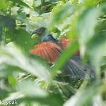 Black-throated Coucal / Centropus leucogaster