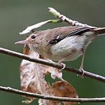 Малая кустовка / Sericornis beccarii