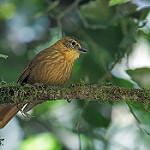 Rufous-necked Foliage-gleaner / Syndactyla ruficollis