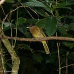 Yellowish Bulbul / Hypsipetes everetti