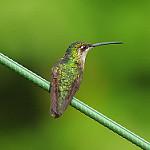 Talamanca Hummingbird / Eugenes spectabilis