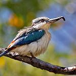 Red-backed Kingfisher / Todiramphus pyrrhopygius