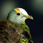 Венценосный фруктовый голубь / Ptilinopus coronulatus