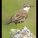 Dark-bellied Cinclodes / Cinclodes patagonicus