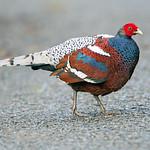 Mrs. Hume's Pheasant / Syrmaticus humiae