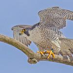 Сапсан / Falco peregrinus