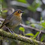 Rufous-faced Antpitta / Grallaria erythrotis