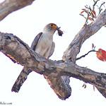 White-rumped Falcon / Neohierax insignis