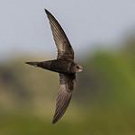 Common Swift / Apus apus
