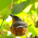 Рыже-сизая танагра / Creurgops verticalis