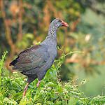Филиппинская султанка / Porphyrio pulverulentus