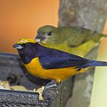 Оранжевошапочная эуфония / Euphonia saturata