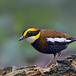 Malayan Banded Pitta / Hydrornis irena