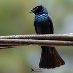 Lesser Racket-tailed Drongo / Dicrurus remifer