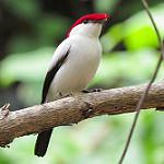 Araripe Manakin / Chiroxiphia bokermanni