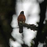 Черноспинный ястреб / Tachyspiza melanochlamys