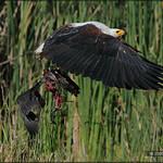 Длиннохвостый орёл / Aquila africana