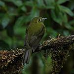 Olivaceous Piha / Snowornis cryptolophus
