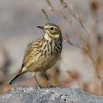American Pipit / Anthus rubescens