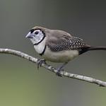 Double-barred Finch / Stizoptera bichenovii