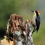 Beautiful Woodpecker / Melanerpes pulcher