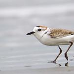 White-faced Plover / Anarhynchus dealbatus
