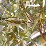 Grey-fronted Honeyeater / Ptilotula plumula