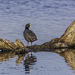 Red-gartered Coot / Fulica armillata