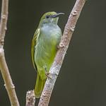 Plain Sunbird / Anthreptes simplex
