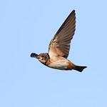 Южноафриканская ласточка / Petrochelidon spilodera