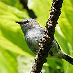 Norfolk Gerygone / Gerygone modesta