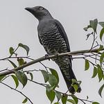 Bar-bellied Cuckooshrike / Coracina striata
