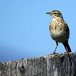 Австралийский конёк / Anthus australis