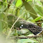 Choco Poorwill / Nyctiphrynus rosenbergi