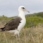 Laysan Albatross / Phoebastria immutabilis