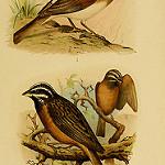 Сокотранская овсянка / Emberiza socotrana