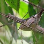 Буроватая кустовка / Aethomyias rufescens