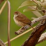 Ржавчатая цистикола / Cisticola rufus