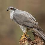 Тетеревятник / Astur gentilis