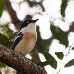Woodwards' Batis / Batis fratrum