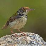 Black-headed Tailorbird / Orthotomus nigriceps