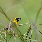 Желтобровый ткач / Ploceus superciliosus